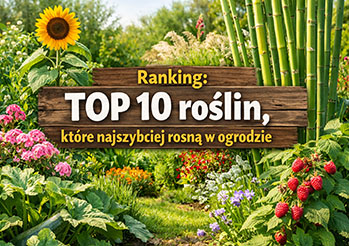 Ranking: TOP 10 roślin, które najszybciej rosną w ogrodzie 