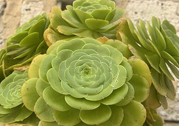 Eonium (Aeonium) - jak uprawiać i pielęgnować? Kompletny poradnik