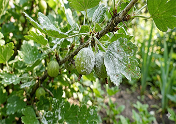 Amerykański mączniak agrestu - zapobieganie i zwalczanie