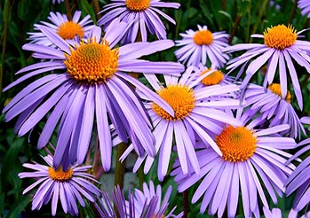Aster w ogrodzie - odmiany, sadzenie, uprawa i pielęgnacja krok po kroku