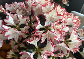 Azalia doniczkowa - jak pielęgnować, aby kwitła długo i obficie?