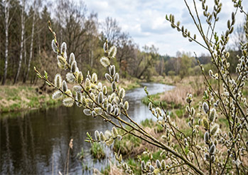Bazie kotki - pierwszy znak wiosny. Skąd się biorą i czy można je mieć w ogrodzie