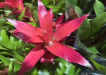 Bromelia - pielęgnacja, podlewanie i sekret ponownego kwitnienia. Jak dbać o nią w domu?