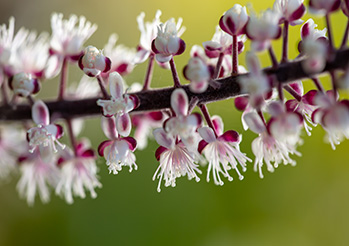 Budleja Tricolor - sadzenie, uprawa, pielęgnacja. Poznaj tajniki hodowli trójkolorowego Motylego Krzewu 
