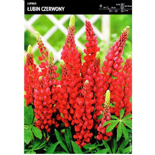 Lupinus - Łubin Czerwony 1szt.