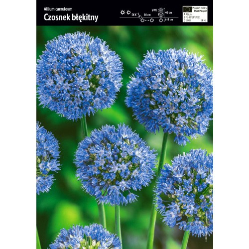 Allium Caeruleum Czosnek Błękitny Cebulka 10szt