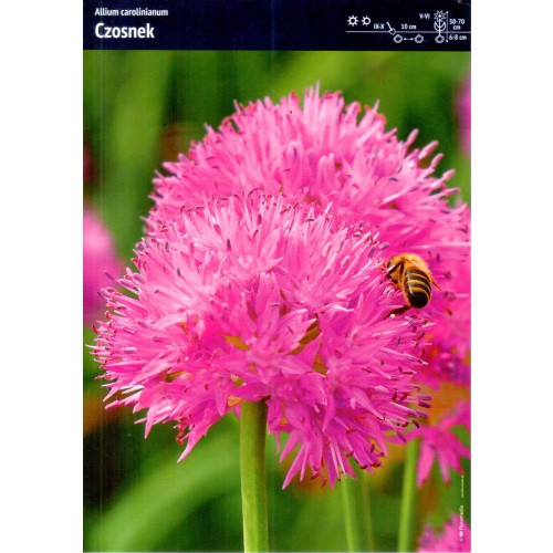 Allium - Czosnek Carolinianum 3szt