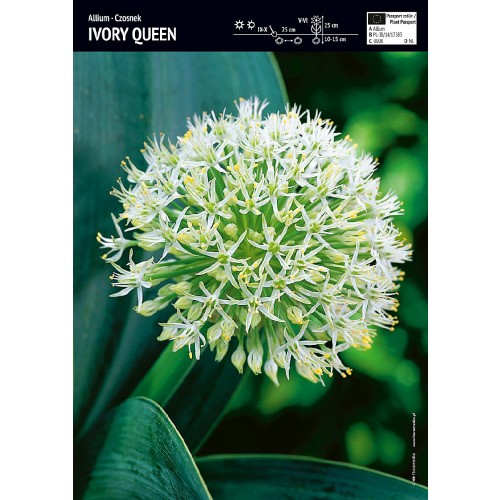 Allium - Czosnek Ivory Queen 3szt