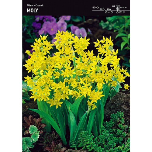 Czosnek Złocisty Moly Allium 10szt