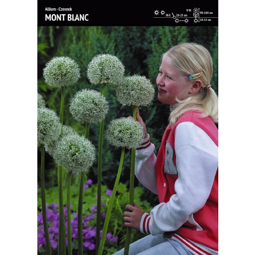 Allium - Czosnek Mont Blanc 1szt