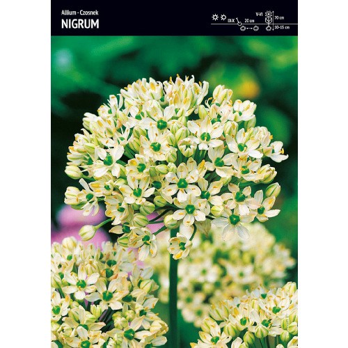 Allium - Czosnek Nigrum 3szt