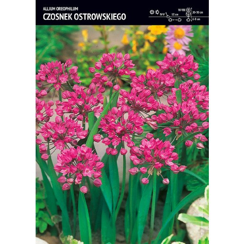 Allium Oreophilum - Czosnek Ostrowskiego 10szt