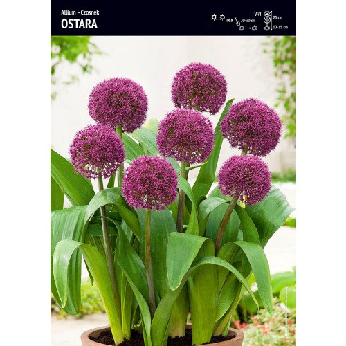 Allium - Czosnek Ostara 1szt