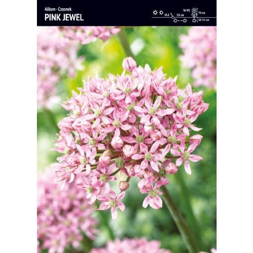 Alium czosnek Pink Jewel