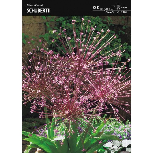 Allium Schubertii - Czosnek Szuberta 1szt