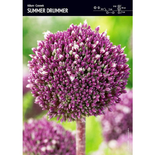 Allium - Czosnek Summer Drummer 1szt