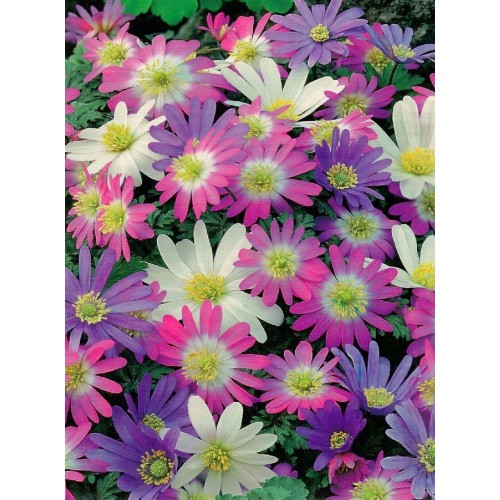 Anemon Blanda - Zawilec Grecki Mix. 10szt.