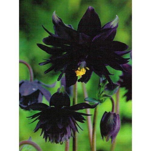 Aquilegia - Orlik Pełny Czarny 1szt.