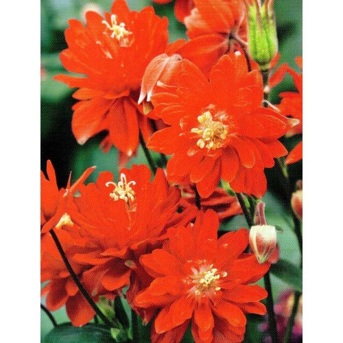 Aquilegia - Orlik Pełny Czerwony 1szt.