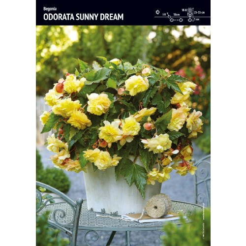 Begonia Zwisająca Pełna Pachnąca Odorata Sunny Dream 1szt.