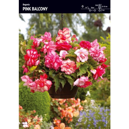 Begonia Zwisająca Pełna Pachnąca Pink Balcony 1szt.