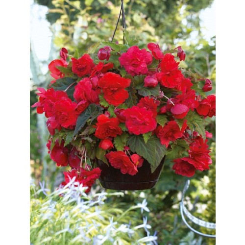 Begonia Zwisająca Pełna Pachnąca Odorata Red Glory 1szt.