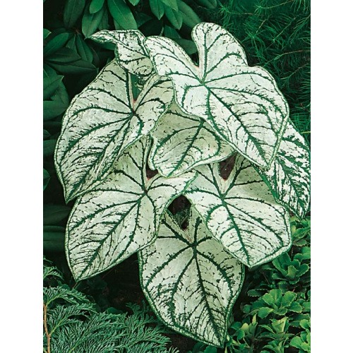 Caladium - Kaladium Candidum SR Cebulka 1szt.