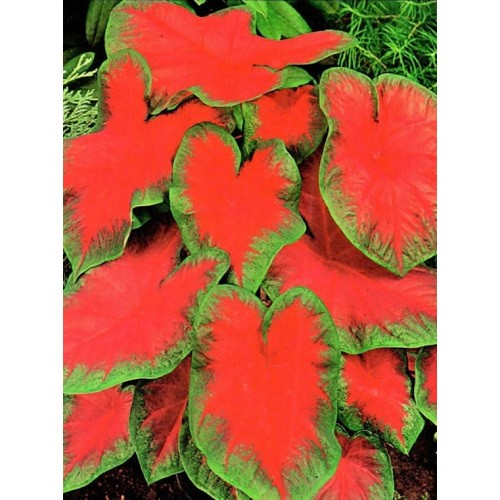 Caladium - Kaladium Freida Hemple Cebulka 1szt.
