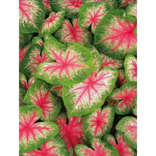 Caladium - Kaladium Pink Beauty Cebulka 1szt.