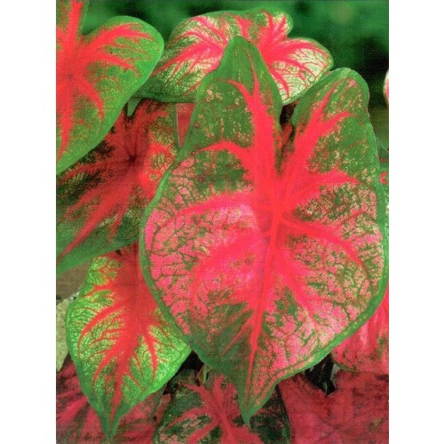 Caladium - Kaladium Red Flash Cebulka 1szt.