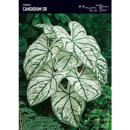 Caladium - Kaladium Candidum SR Cebulka 1szt.