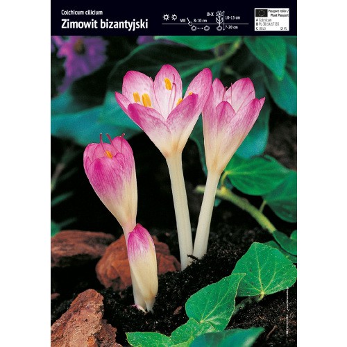 Colchicum Giant Zimowit Bizantyjski Cebulka 1szt