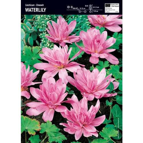 Colchicum Zimowit Waterlily Cudny Cebulka 1szt