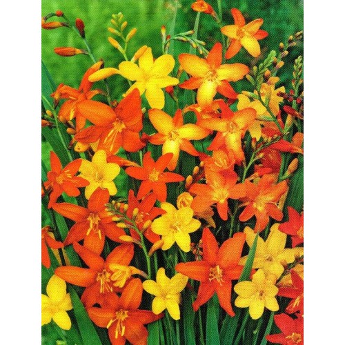 Crocosmia - Cynobrówka Mix Cebulka 10szt.