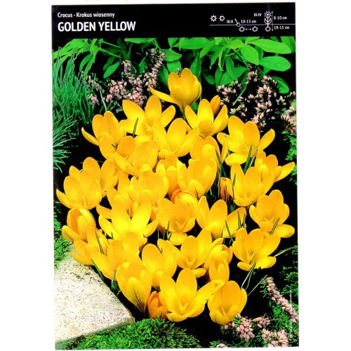 Krokus Wielkokwiatowy Golden Yellow Cebulka 10szt