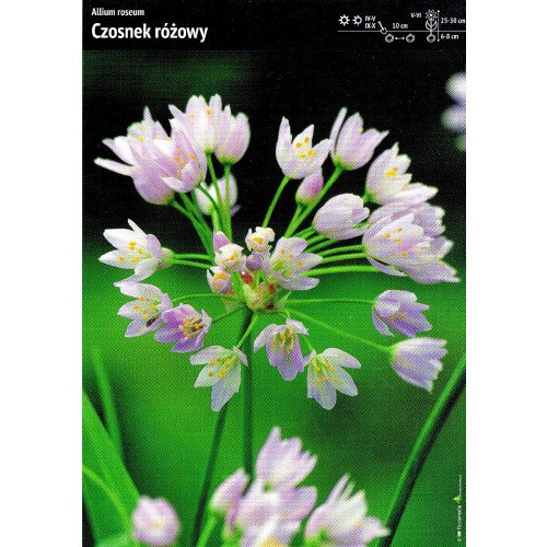 Allium Roseum - Czosnek Różowy 10szt
