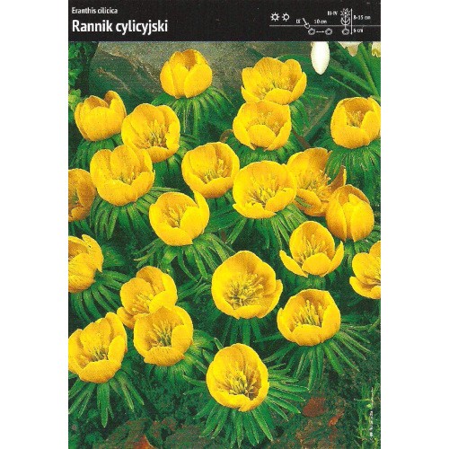 Eranthis Cilicica Rannik Cylicyjski Cebulka 5szt