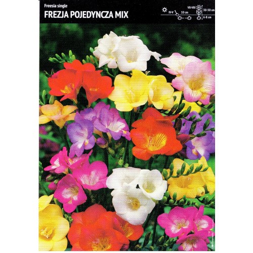 Frezja Pojedyńcza Mix Cebulka 10szt.