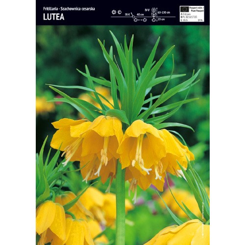 Fritillaria Szachownica Cesarska Lutea Cebulka 1szt