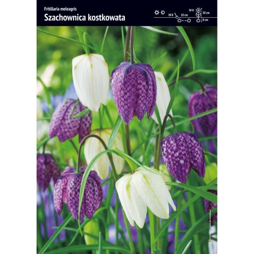 Fritillaria Meleagris Szachownica Kostkowata Cebulka 10szt