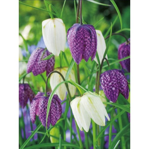 Fritillaria Meleagris Szachownica Kostkowata Cebulka 10szt