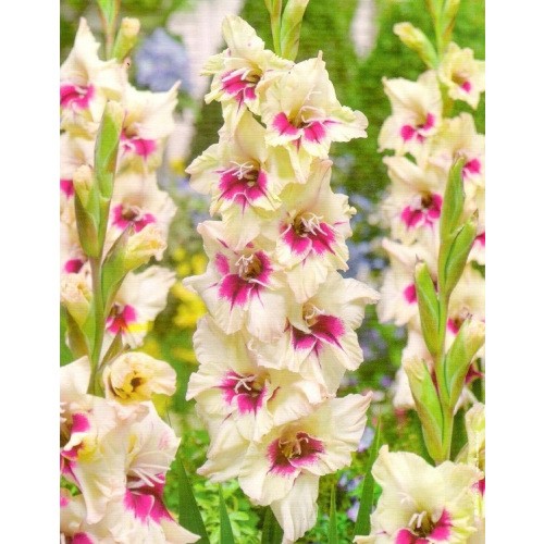 Gladiolus - Mieczyk Wielokwiatowy Amber Mistique 5szt.