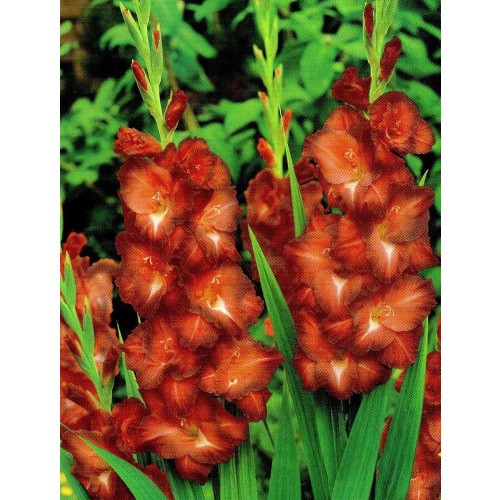 Gladiolus - Mieczyk Wielokwiatowy Chocolate 5szt.
