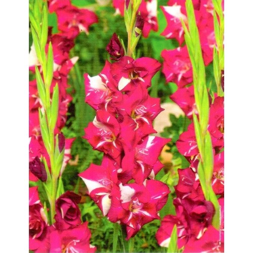 Gladiolus - Mieczyk Wielokwiatowy Dared 5szt.