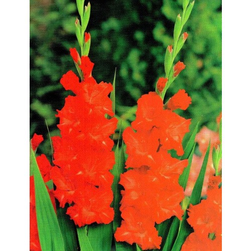 Gladiolus - Mieczyk Karbowany Fire Ruffle 5szt.