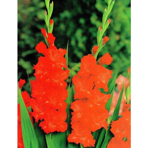 Gladiolus - Mieczyk Karbowany Fire Ruffle 5szt.