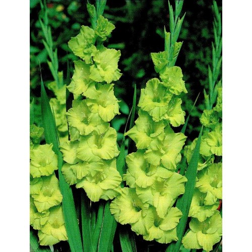 Gladiolus - Mieczyk Wielokwiatowy Green Star 5szt.