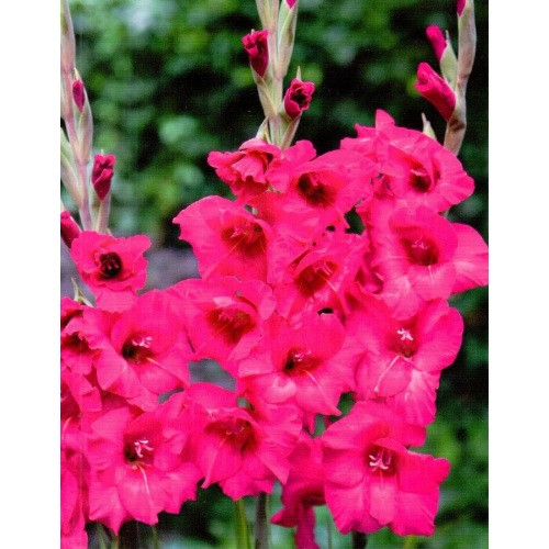 Gladiolus - Mieczyk Wielokwiatowy Kazimir 5szt.