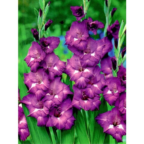 Mieczyk Wielokwiatowy Macarena Mieczyk Gladiola 5szt. 