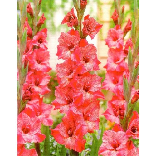 Gladiolus - Mieczyk Wielokwiatowy Misty Mate 5szt.